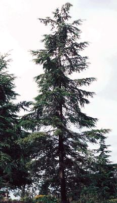 Western hemlock Western Hemlock Tree, Hemlock Tree, Western Hemlock, Coastal Western, Oregon Grape, Castle Scotland, Haunted Castle, Scotland Castles, Fern Plant