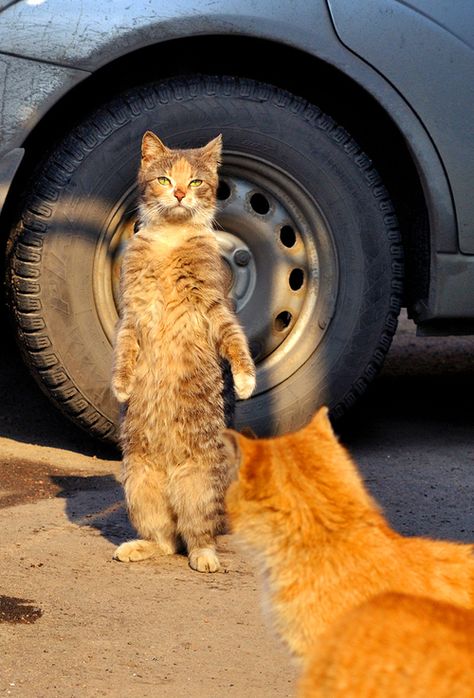 This mah car. Cats Standing, Standing Cat, Cat Standing, Cat Stands, Two Cats, Orange Cats, Animal Cat, 웃긴 사진, Cat Boarding