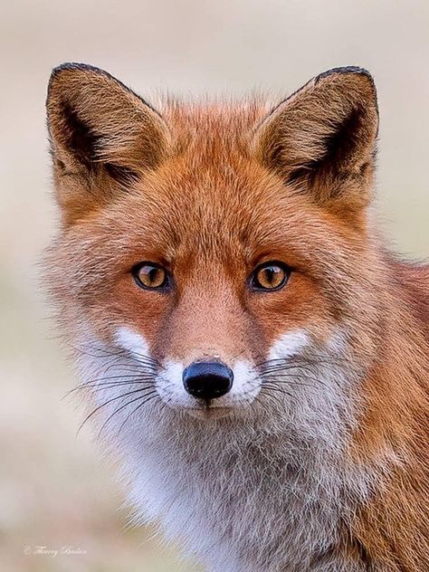 Cute Wallpapers Dogs, Cute Fox Pictures, Fox Eyeliner, Fox Aesthetic, Clever Animals, Regard Animal, Fox Nails, Animal Aesthetic, Wallpapers Beautiful