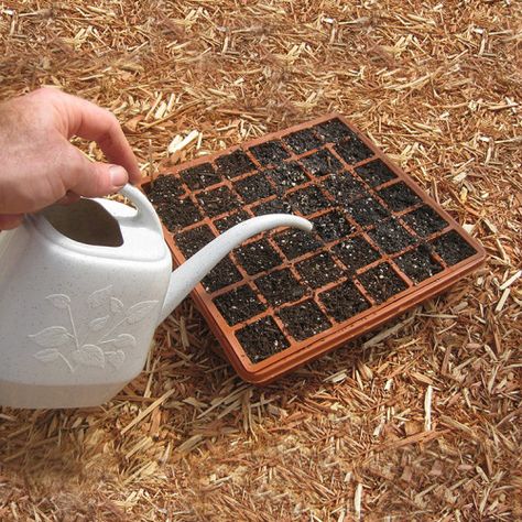 Watering Your Seed(ling)s - FineGardening Watering Seedlings, Organic Liquid Fertilizer, Starting Seeds, Pit Crew, Fine Gardening, Cold Shower, Seed Saving, Liquid Fertilizer, Metal Trays