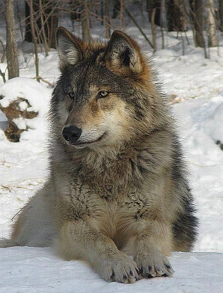 He has  his winter coat on and he looks warm and happy! Wolf                                                                                                                                                     More Regnul Animal, Wolf Photos, Timber Wolf, Wolf Love, Wild Wolf, Wolf Pictures, Wolf Spirit, Beautiful Wolves, Majestic Animals