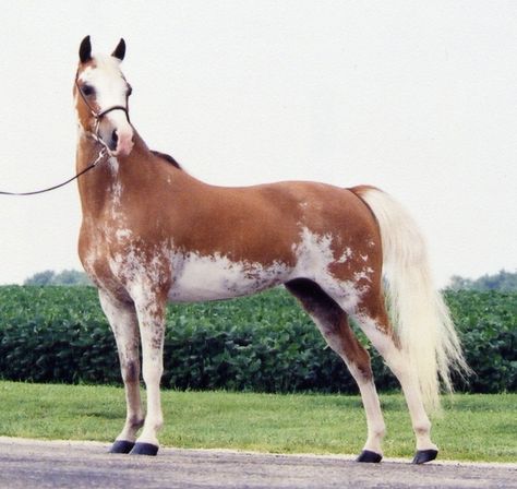 American Shetland Brindle Horse, Gaited Horses, Pinto Horses, Horse Markings, Tennessee Walking Horse, Painted Horses, Pinto Horse, Paint Horses, Walking Horse