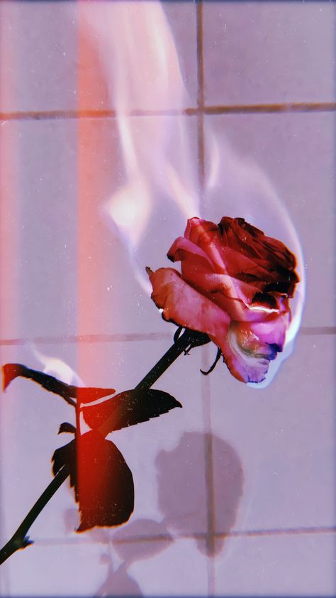 Flower on fire - vintage  #flower #rose #fire #wallpaper #vintage Burning Rose Wallpaper, Burning Rose Aesthetic, Pink Roses Aesthetic, Rose On Fire, Burning Rose, Roses Aesthetic, Aesthetic Rose, Rose Aesthetic, Pink Roses