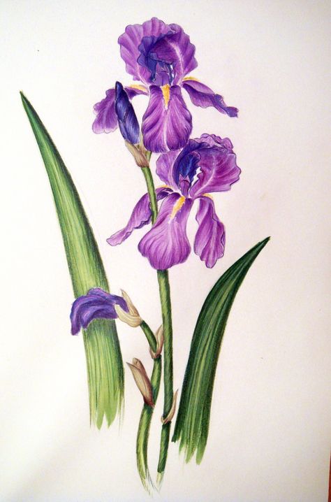 iris on coloured pencils by GreenDragonflies Flower Sketch Pencil, Iris Drawing, Iris Art, Iris Painting, Flower Art Drawing, Watercolor Plants, Flower Sketches, Coloured Pencils, Iris Flowers