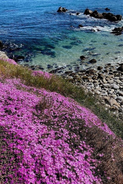 It's a beautiful day for a stroll! 🚶 On this #NationalWalkingDay take a walk on the waterfront Monterey Bay Coastal Recreation Trail to see some breathtaking sights! This 18-mile trail links Castroville in the north to Pacific Grove in the south. Learn more 👇 https://www.seemonterey.com/things-to-do/parks/coastal-trail/ Photo by @annesnature_shots on IG 📌 Pacific Grove National Walking Day, Pacific Grove California, Monterey California, Fishermans Wharf, Pacific Grove, California Travel Road Trips, California Art, Monterey Bay, Take A Walk