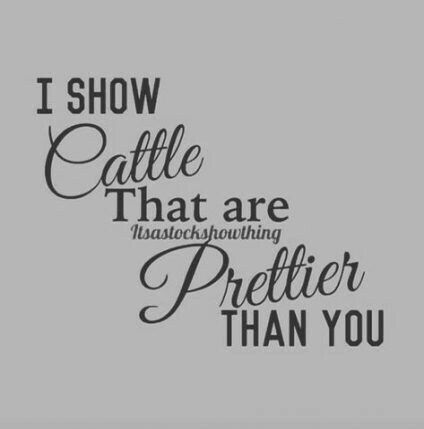 Showing Cattle Quotes, Show Cattle Quotes, Cows Quotes, Cattle Quotes, Cow Showing, Livestock Quotes, Cattle Showing, Showing Cattle, Keeping Goats