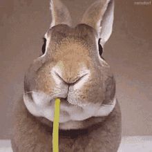 웃긴 사진, Funny Bunnies, Amazing Animals, Cute Cars, Sweet Animals, 귀여운 동물, Cute Funny Animals, Cute Bunny, Animals Friends