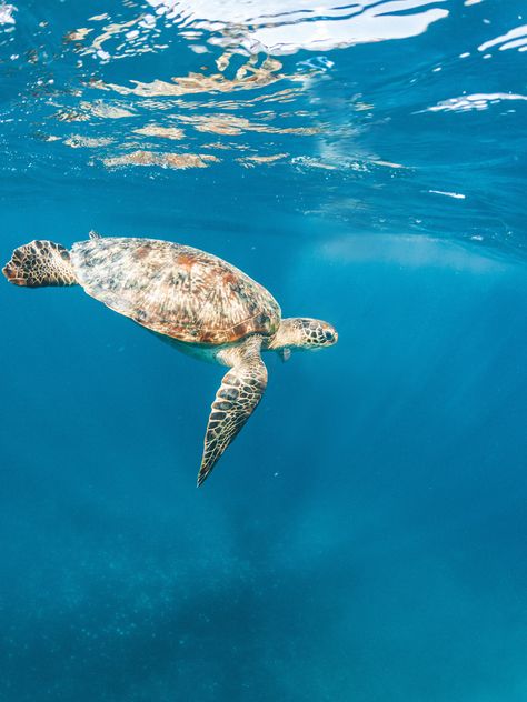 #underwaterworld #bali #turtle #underwaterphotography #baliindonesia Bali Animals, Bali Volunteering, Turtle Sanctuary, Bali Fashion, Sea Turtles, Sealife, Sea Turtle, Dream Big, Turtles