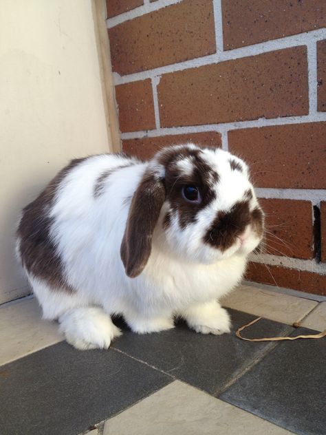 Buffy the Holland Lop bunny:) Bunny Holland Lop, Holland Lop Bunny, Mini Lop Bunnies, Lop Bunnies, Holland Lop Bunnies, Lop Bunny, Cutest Bunny Ever, Pet Bunny Rabbits, Mini Lop