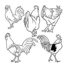 Top 10 Free Printable Rooster Coloring Pages Online Chicken Coloring Pages, Chicken Coloring, Rooster Painting, Chicken Painting, Rooster Art, Chicken Art, Bird Art, Animal Drawings, Painting & Drawing