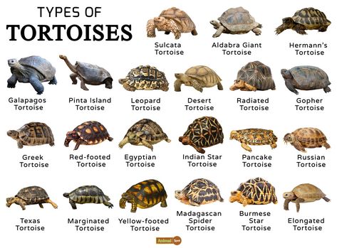 Indian Star Tortoise, Radiated Tortoise, Hermann Tortoise, Pet Tortoise, Types Of Turtles, Tortoise House, Leopard Tortoise, Russian Tortoise, Tortoise Care