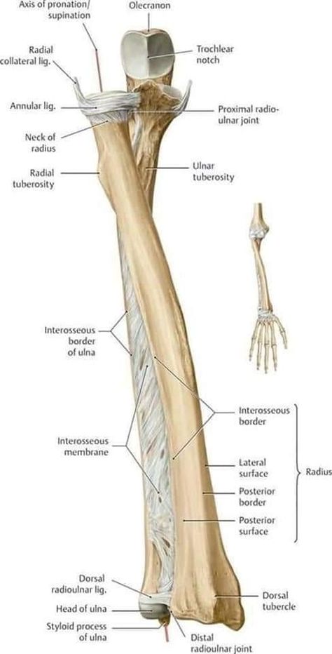 Elbow Anatomy, Upper Limb Anatomy, Limb Anatomy, Hip Anatomy, Bone Anatomy, Arm Anatomy, Human Skeleton Anatomy, Human Muscle Anatomy, Human Body Organs