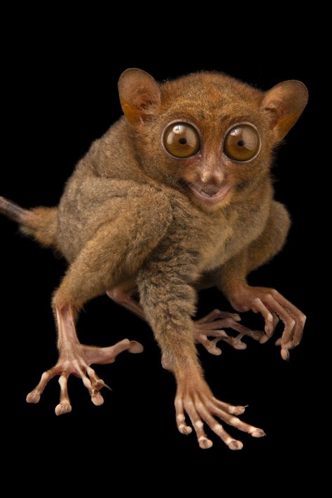 Philippine Tarsier, Animal T Shirt, Creepy Animals, Ugly Animals, Joel Sartore, Scary Animals, Animal Art Prints, Animal Print Wallpaper, Unusual Animals