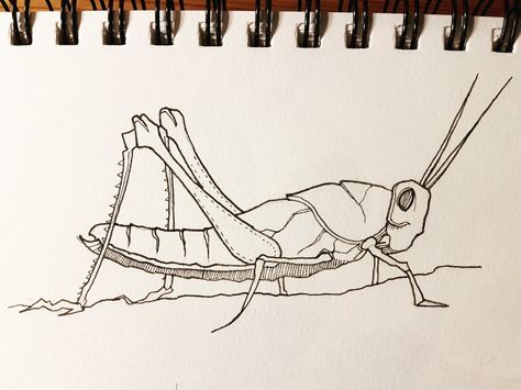 Grasshopper Sketch, Grasshopper Drawing, Grasshopper Tattoo, Walking Stick Bug, Cricket Tattoo, Bugs Drawing, Stick Bug, Grasshoppers, Asian Painting