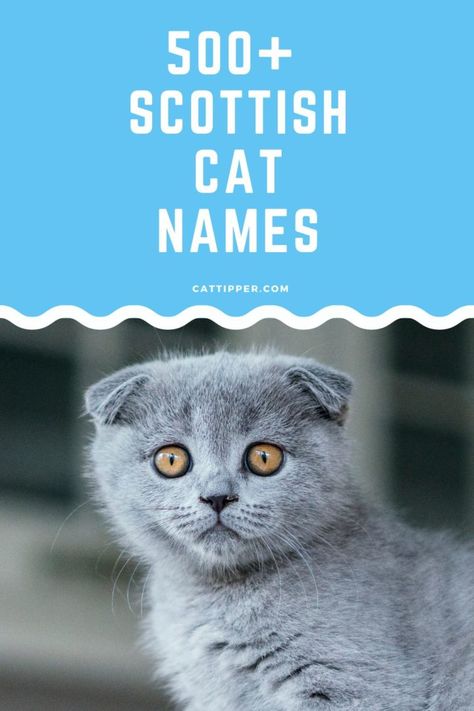 Kitten Names Girl, Grey Cat Names, Scottish Cat, Cat Symbolism, Boy Cat Names, Girl Cat Names, Scottish Names, Scottish Fold Kittens, Cute Cat Names