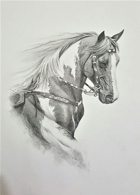 Realistic Horse Sketch, Horse Pencil Drawing Realistic, Graphite Horse Drawing, Equine Art Pencil Drawings, Arabian Horse Sketch, Horse Art Ideas, Arabic Horse, Horse Canvas Painting, Dinosaur Sketch