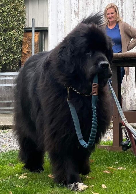 New Finland Dog, Newfie Dog, Newfoundland Puppy, Big Fluffy Dogs, Newfoundland Puppies, Huge Dogs, Puppies And Kitties, Newfoundland Dog, Fluffy Dogs