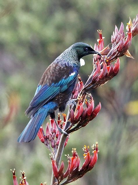 A Tui a native birds of New Zealand feeding on a nectar of flax ... Paradise Flycatcher, Tui Bird, Flax Flowers, Pretty Birds, Colorful Birds, Birds Of Paradise, Tasmania, Bird Watching, Bird Feathers