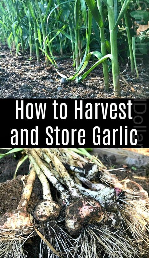 How to Harvest and Store Garlic - One Hundred Dollars a Month When To Harvest Garlic, Subsistence Farming, Harvest Garlic, Mini Farming, Store Garlic, Harvesting Garlic, How To Store Garlic, Companion Gardening, Basic Food