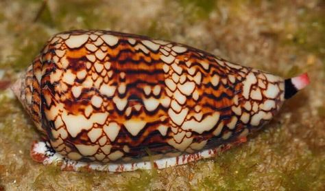 Textile Cone Snail (Conus textile) Cone Snail, Reef Aquarium, Water