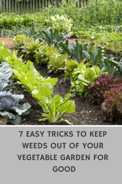 Discover 7 simple and effective tricks to keep those stubborn weeds out of your vegetable garden for good. Say goodbye to the hassle of weeding and hello to a thriving garden full of your favorite veggies. Learn how to maintain a weed-free garden the easy way! Best Way To Keep Weeds Out Of Garden, Keeping Weeds Out Of Garden, How To Keep Weeds Out Of Garden, Free Garden Ideas, Keep Weeds Out Of Garden, Vegtable Garden, Plants Unique, Fruit Growing, Spacious Backyard