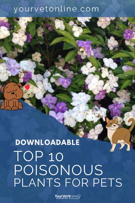 There's nothing more distressing than having your cat or dog eat a plant that is poisonous, especially one that is growing in your backyard. That's why we've made this downloadable of the top 10 most dangerous poisonous plants for pets. Click the link to get it now. Keep your pets safe. Toxic Plants, Gourmet Salt, Food Poisoning, Poisonous Plants, Cat Health, Dog Eating, Pet Safe, Feel Better, Health Tips