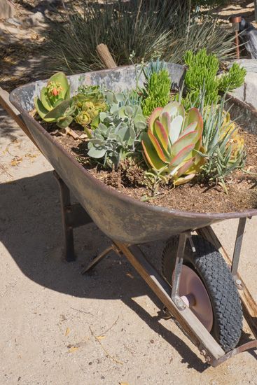 Here we have a wheelbarrow stuffed with succulents, leaving plenty of space for growth. With the dusty surroundings and rustic, well-used wheelbarrow, this desert setting looks right at home. Wheel Barrel Planter, Budget Landscaping, Wheelbarrow Planter, Wheelbarrow Garden, Wheel Barrow, Allotment Gardening, Garden Ideas Cheap, Budget Garden, Cactus Y Suculentas