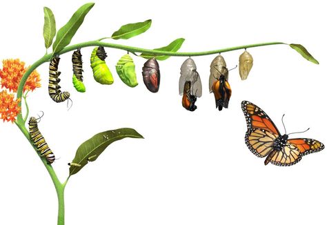 Why Caterpillars Turn Into Butterflies Butterfly Body Parts, Metamorphosis Art, Butterfly Transformation, Borboleta Tattoo, Butterfly Life Cycle, Stephen Covey, Butterfly Drawing, Butterfly Crafts, Cycling Art