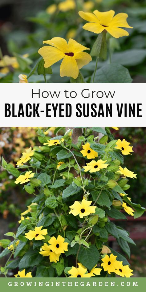 Black-eyed Susan vine can quickly cover a trellis with its wide, five-petaled blooms from mid-summer through frost. Learn how to grow black-eyed Susan vine and add it to your garden. This vine grows well from seed, and you can grow it in a container. Black Eyed Susan Vine Container, Black Eyed Susan Vine Trellis, Black Eye Susan Vine, Black Eyed Susans Landscaping, Black Eyed Susan Vine Ideas, Black Eyed Susan Landscaping, Container Trellis, Creek Backyard, Brown Eyed Susan