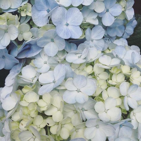 Hamptons Hydrangeas, Costal Astethic, Cheengu Blue, Notion Pictures, Hydrangea Aesthetic, Pale Blue Hydrangea, Hydrangea Landscaping, Blue Hydrangea Flowers, White And Blue Flowers