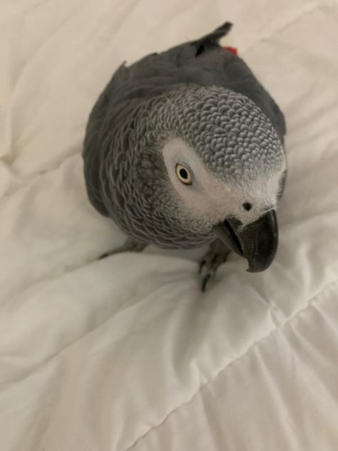 African Grey Parrot Aesthetic, Parrot Aesthetic, Parrots Funny, My Beautiful Girlfriend, Parrot Pet, Grey Parrot, African Grey Parrot, Cute Love Quotes For Him, African Grey