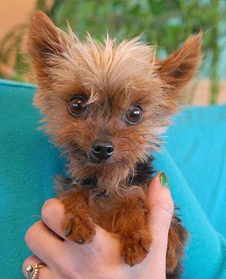 Yorkie Chihuahua Mix, Monkey Pet, Puppy Teacup, Pitbull Puppies For Sale, Pomeranian Puppy Teacup, Cute Teacup Puppies, Pocket Dog, Cutest Puppy Ever, Chihuahua Puppies For Sale