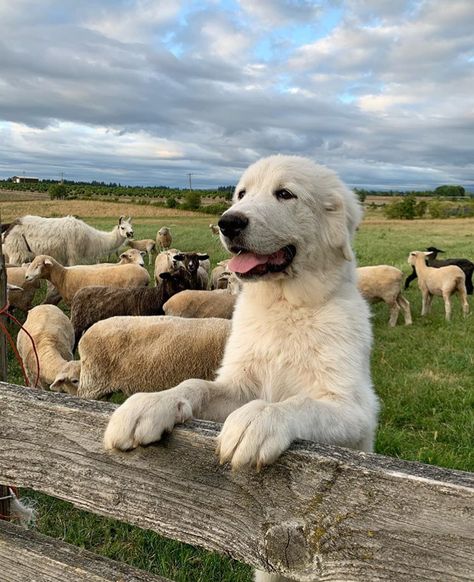 Dogs On Farm, Farm Dog Aesthetic, Horse Farm Aesthetic, Best Farm Dogs, Puppy Farm, Farmhouse Animals, Abandoned Farmhouse, Abandoned Cities, Farm Lifestyle