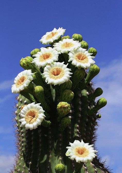 Saguaro Cactus Blossom / Arizona Saguaro Cactus Flower, Arizona Cactus, Blooming Cactus, Cactus Blossoms, Desert Flowers, Plant Images, Cactus Flowers, Saguaro Cactus, Cactus Plant