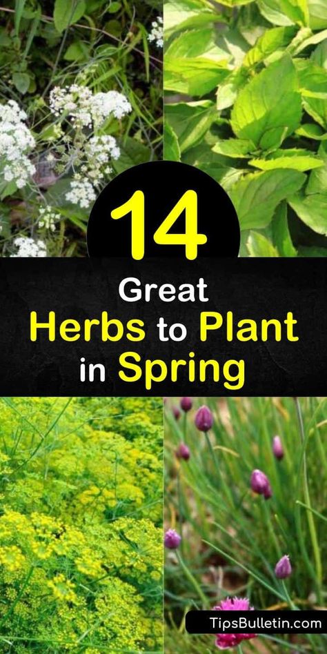 When To Plant Herbs Outside, Planting Cilantro, Growing An Herb Garden, Annual Herbs, Herbs To Plant, Spring Herbs, Cilantro Plant, Kitchen Gardening, Kitchen Gardens