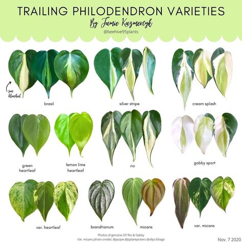 Jamie on Instagram: “Another helpful ID chart for Trailing Philodendrons! I will be working on an additional chart to help tell silver stripe and cream splash…” Plant Leaf Identification, Leaf Identification, Plant Goals, Philodendron Plant, Houseplant Care, Plant Varieties, Plant Wishlist, Crazy Plant Lady, Inside Plants