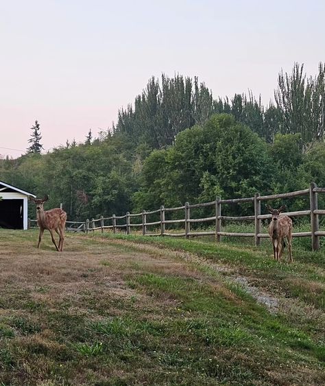 Two deer look out from a farm at sunset on Vashon Island. The sky is light purple and the deer stand near a  wooden gate with forest in the background. Unrealistic House, Farm Sunset, Vashon Island, Friday Harbor, Summer Mood, House Goals, Mood Board, Deer, Washington