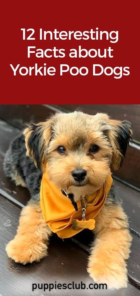 12-Interesting-Facts-About-Yorkie-Poo-Dogs Yorkie Poo Full Grown, Yorkie Poo Haircut, Raising Puppies, Yorkie Puppy Care, Yorkie Poo Puppies, Poodle Mix Puppies, Yorkie Poodle, Yorkie Haircuts, Fun Facts About Animals