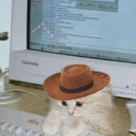 Cat Cowboy Hat, Cat Cowboy, Pure Happiness, Cowboy Hat, Cowboy Hats, Cowboy, On Instagram, Instagram