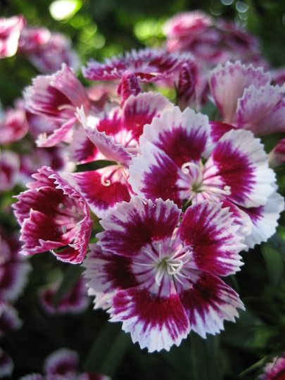 Sweet William Flowers Tattoo, Sweet William Flowers, Gardening Photos, Sketching Practice, Dianthus Barbatus, Flower Planting, Flower Reference, Garden Picture, Simple Flower Design