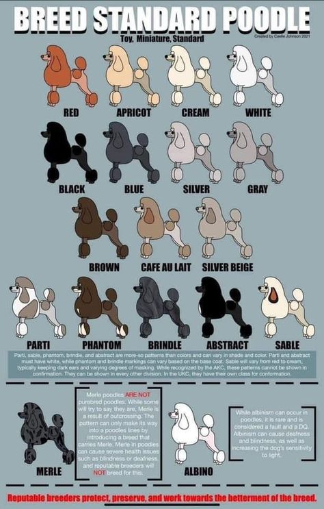 Standard Poodle Cuts, Poodle Colors, Standard Poodle Haircuts, Toy Poodle Haircut, Poodle Haircut Styles, Dog Infographic, Poodle Hair, Poodle Haircut, Poodle Puppy Standard