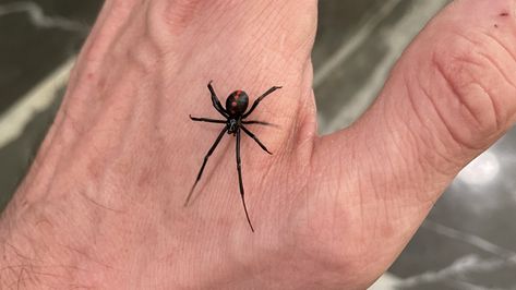 The Spots In Your Home Where You Are Most Likely To Find A Black Widow Spider - House Digest Poisonous Spiders, Spider House, Brown Recluse, Types Of Spiders, Widow Spider, Spider Bites, Black Widow Spider, Black Widow, Black