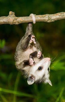 Opossum Facts, Baby Opossum, Baby Possum, Awesome Possum, Nocturnal Animals, Trash Panda, Australian Animals, Little Critter