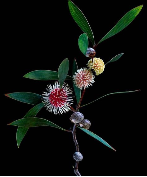 Dry Terrarium, Hakea Flower, Hakea Laurina, Australian Wildflowers, Australian Native Flowers, Native Flowers, Australian Flora, Wonderful Flowers, Australian Native