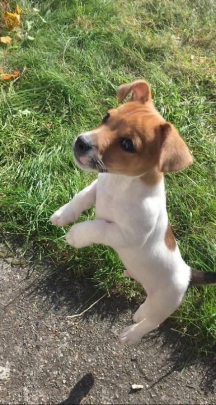 Parson Russell Terrier Puppy, Russel Terrier Puppy, Chien Jack Russel, Ras Anjing, Jack Russell Terrier Puppies, Jack Russell Puppies, Dachshund Funny, Jack Russell Dogs, Psy I Szczenięta