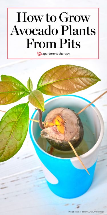 Avocado Plant From Seed, Avocado Seed Growing, Avocado Dessert, Avocado Plant, Grow Avocado, Avocado Seed, Avocado Salat, Avocado Tree, Planting Herbs