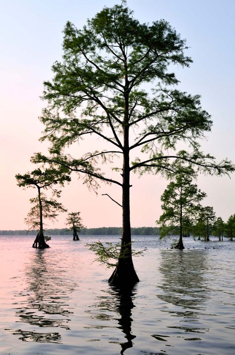 bald cypress | Facts & Description | Britannica Cypress Tattoo, Cypress Bonsai, Bald Cypress Tree, River Tattoo, Island Garden, Bonsai Techniques, Louisiana Bayou, Tupelo Honey, Bald Cypress