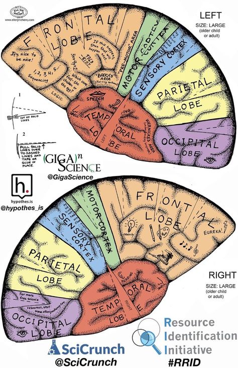 Free Printable: Hemisphere Brain Hat From Elsevierdirect - Dissection Connection 20B Make A Brain Model, Brain Hat Printable Free, Diy Brain Model, Brain Hats, Brain Hat, Brain Template, Cap Template, Brain Diagram, Brain Models