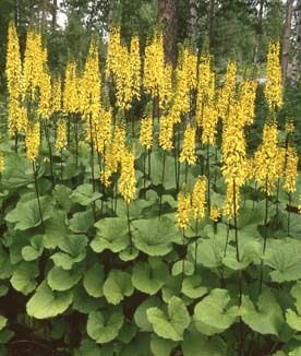 lapinnauhus Bedding Plants, Flowers Perennials, Shade Garden, Green Thumb, My Flower, Perennials, Herbs, Shades, Yellow