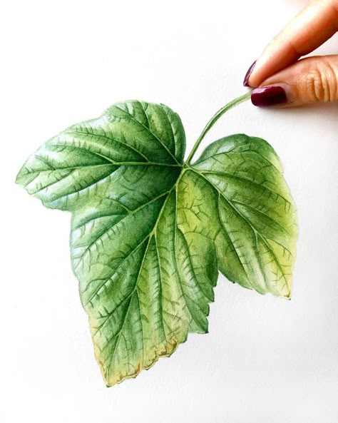 Leaf Art Painting, Maple Leaf Art, Drawing With Colored Pencils, Foliage Watercolor, Painting Leaves, Watercolor Foliage, Pencil And Pen, Art A Level, Botanical Leaves